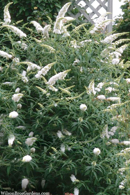  White Profusion Butterfly Bush - 1 Gallon Pot