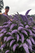  Grand Cascade Butterfly Bush - 3 Gallon Pot