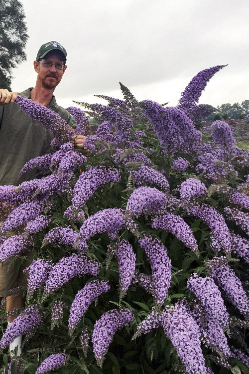 Grand Cascade Butterfly Bush - 3 Gallon Pot