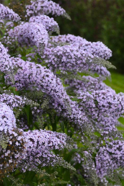  Grand Cascade Butterfly Bush - 3 Gallon Pot