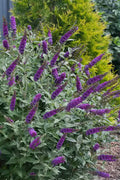  Miss Violet Butterfly Bush (Buddleia) - 3 Gallon Pot