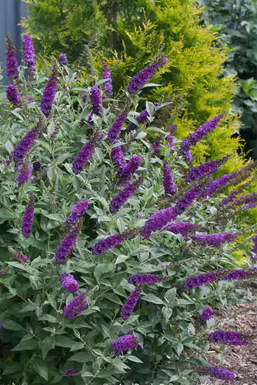  Miss Violet Butterfly Bush (Buddleia) - 3 Gallon Pot