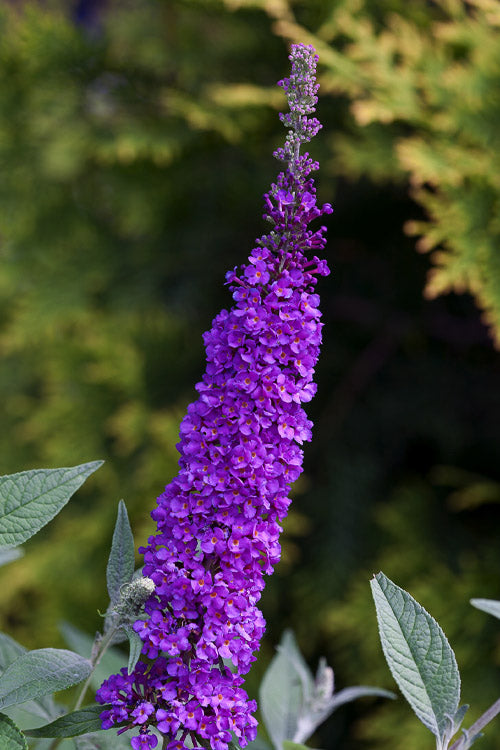  Miss Violet Butterfly Bush (Buddleia) - 3 Gallon Pot