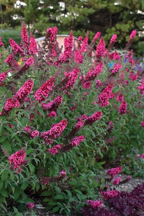  Monarch Prince Charming Butterfly Bush (Buddleia) - 1 Gallon Pot