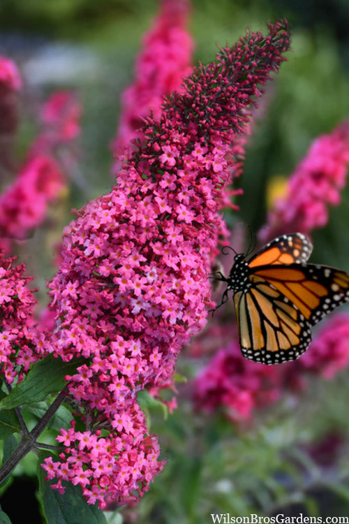 Monarch Prince Charming Butterfly Bush (Buddleia) - 1 Gallon Pot