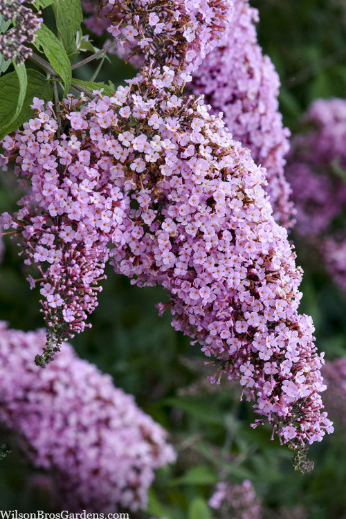  Pink Cascade II Butterfly Bush - 3 Gallon Pot