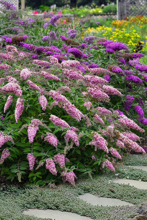  Pink Cascade II Butterfly Bush - 3 Gallon Pot