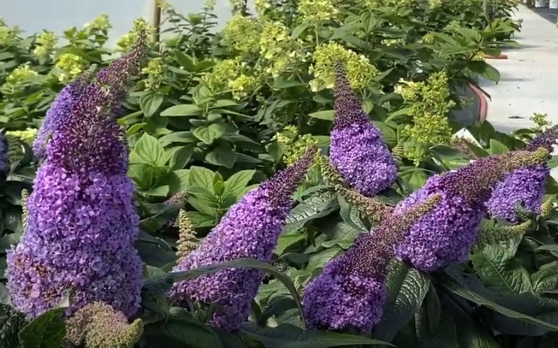  Pugster Amethyst Butterfly Bush - 2 Gallon Pot