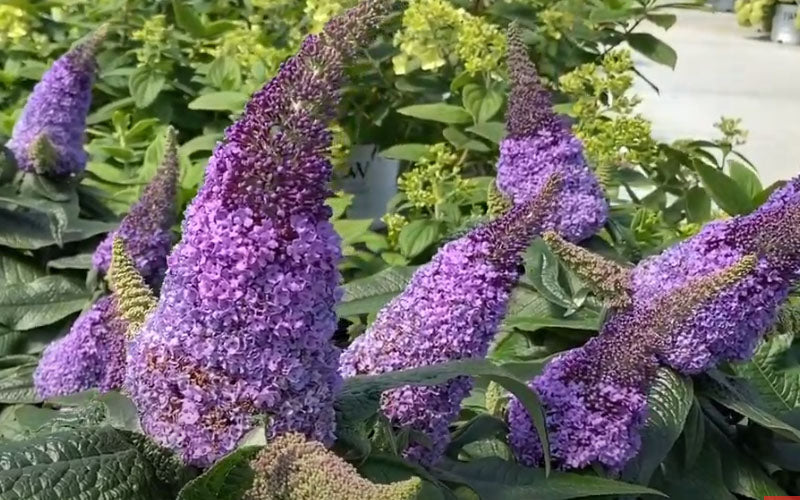  Pugster Amethyst Butterfly Bush - 2 Gallon Pot