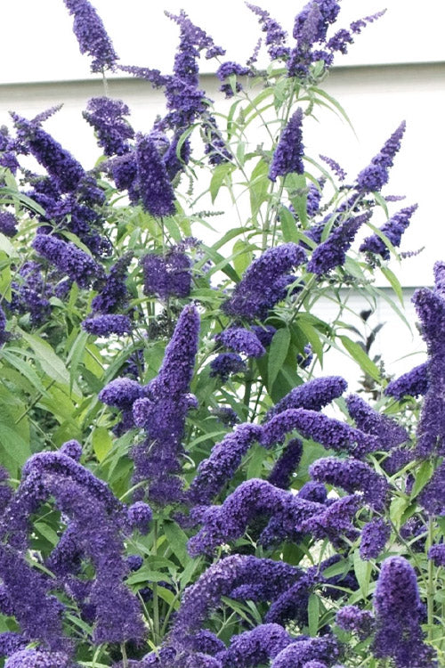  True Blue Butterfly Bush - 3 Gallon Pot