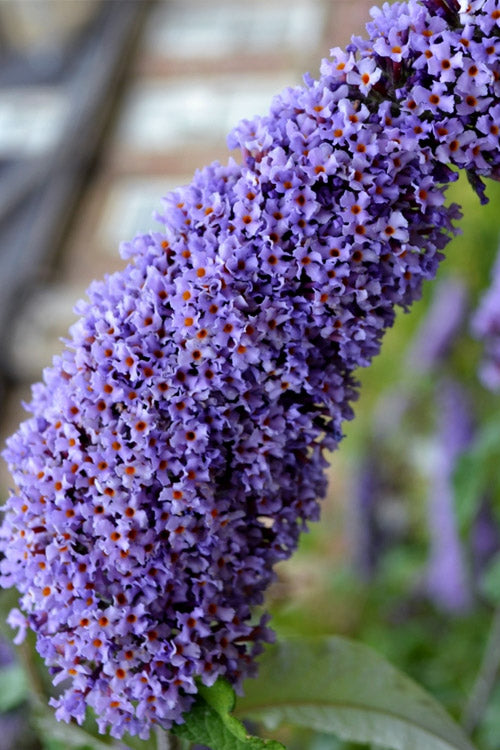  True Blue Butterfly Bush - 1 Gallon Pot