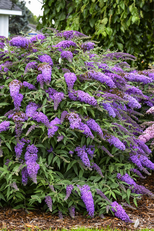  Violet Cascade Butterfly Bush - 1 Gallon Pot