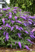  Violet Cascade Butterfly Bush - 1 Gallon Pot