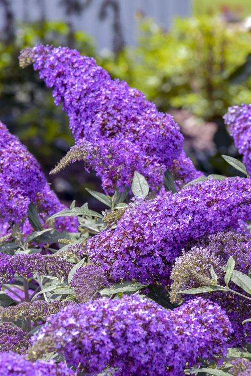  Violet Cascade Butterfly Bush - 1 Gallon Pot