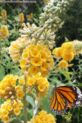  Honeycomb Yellow Butterfly Bush - 2.5 Gallon Pot