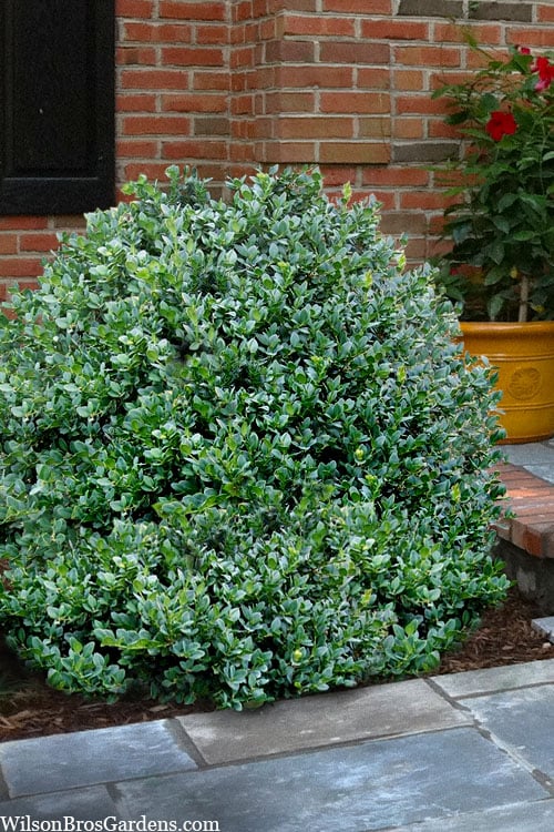  Gordo Boxwood - 1 Gallon Pot