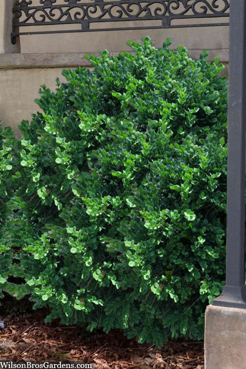  Gordo Big Leaf Boxwood - 3 Gallon Pot