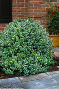  Gordo Boxwood - 5 Pack Of Quart Pots