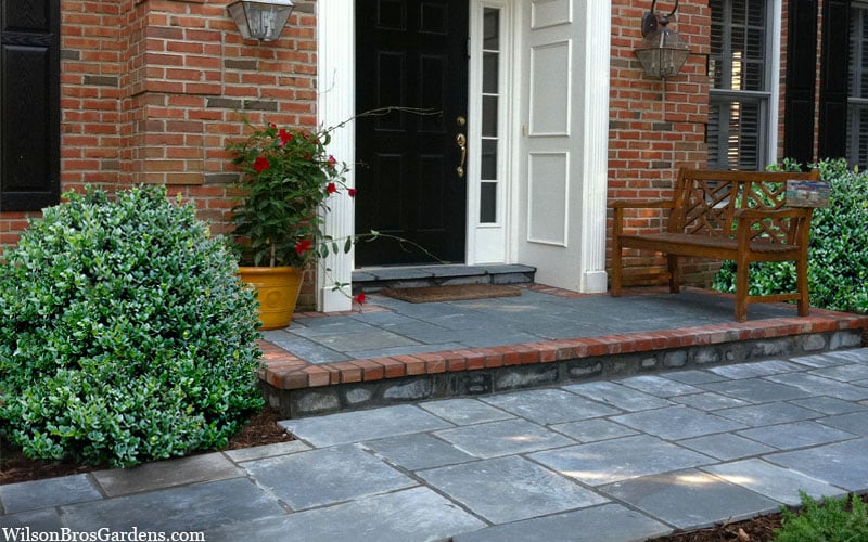  Gordo Boxwood - 1 Gallon Pot
