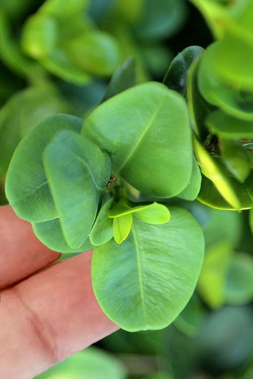  Gordo Boxwood - 1 Gallon Pot