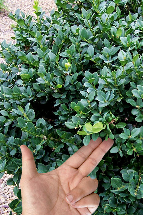  Gordo Big Leaf Boxwood - 3 Gallon Pot