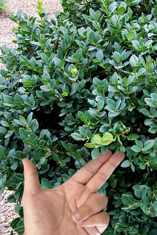  Gordo Boxwood - 1 Gallon Pot