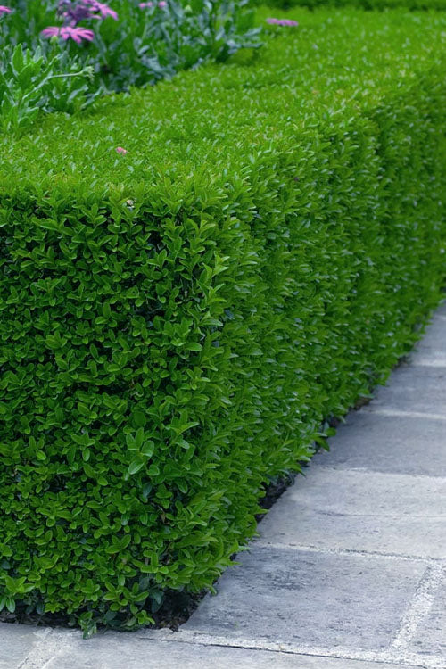  Gordo Big Leaf Boxwood - 5 Pack Of Quart Pots