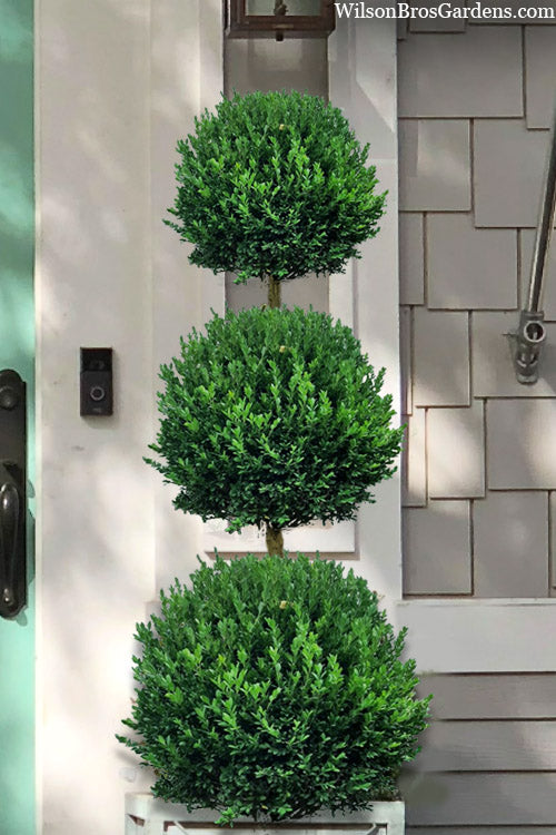  Green Mountain Boxwood 3-Ball Poodle Tier Topiary - 6 Gallon Pot