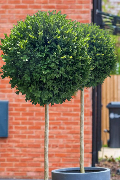  Green Mountain Boxwood Single Trunk Tree Form - 5 Gallon Pot