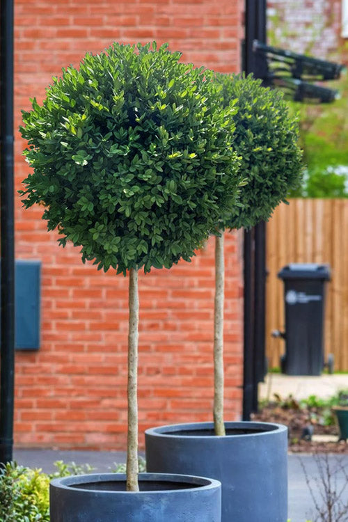  Green Mountain Boxwood Single Trunk Tree Form - 5 Gallon Pot