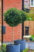  Green Mountain Boxwood Single Trunk Tree Form - 5 Gallon Pot