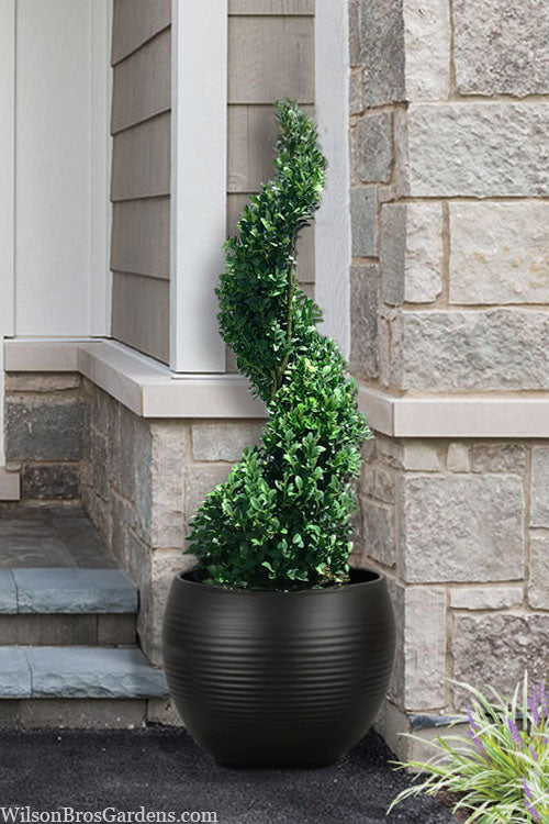  Green Mountain Boxwood Spiral Topiary - 5 Gallon Pot