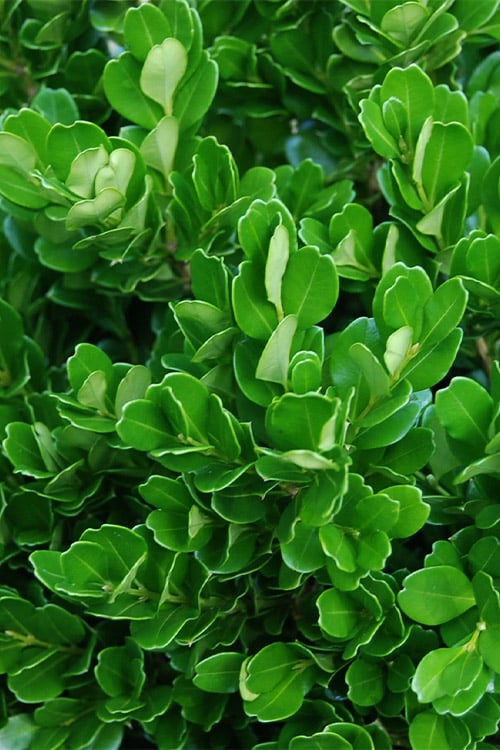  Richard Boxwood (Buxus Harlandii) - 3 Gallon Pot