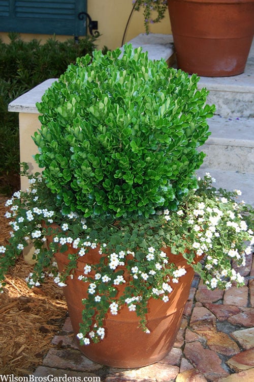  Richard Boxwood (Buxus Harlandii) - 3 Gallon Pot
