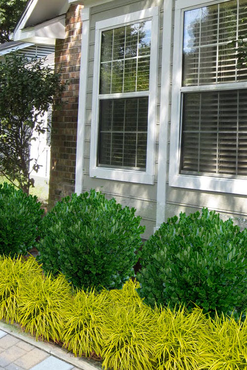  Richard Boxwood (Buxus Harlandii) - 3 Gallon Pot