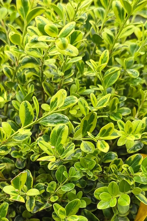  Golden Dream Dwarf Boxwood - 5 Gallon Pot