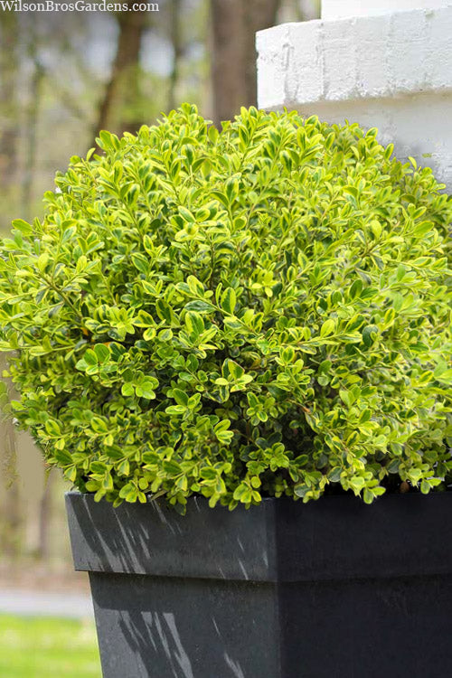  Golden Dream Dwarf Boxwood - 5 Gallon Pot