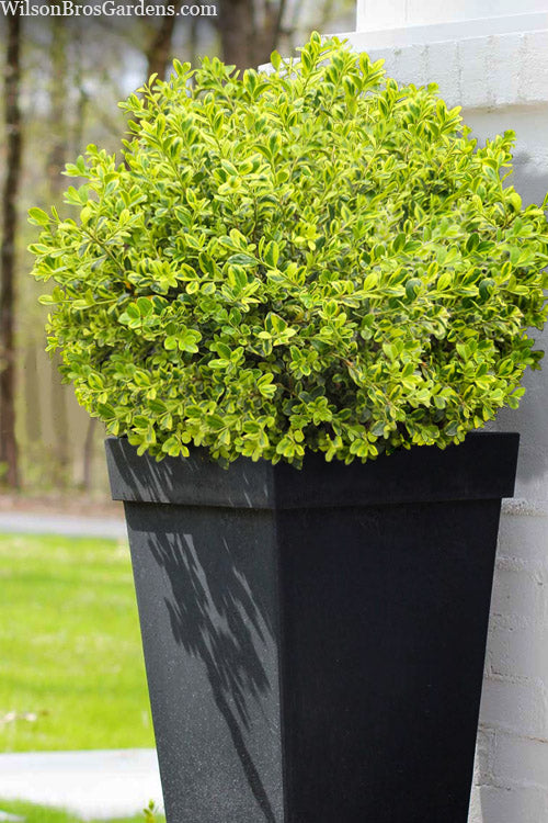  Golden Dream Dwarf Boxwood - 5 Gallon Pot