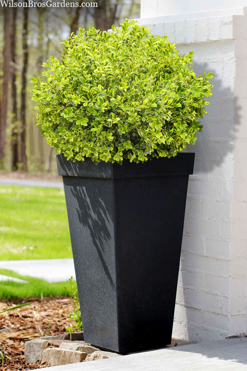  Golden Dream Dwarf Boxwood - 1 Gallon Pot