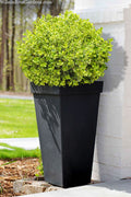  Golden Dream Dwarf Boxwood - 1 Gallon Pot