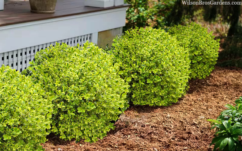  Golden Dream Dwarf Boxwood - 1 Gallon Pot