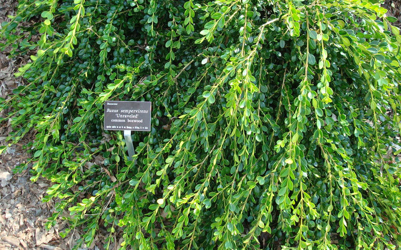  Unraveled Weeping Boxwood - 7 Gallon Pot