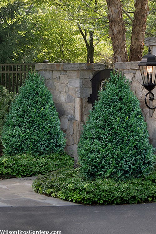  John Baldwin Boxwood - 1 Gallon Pot