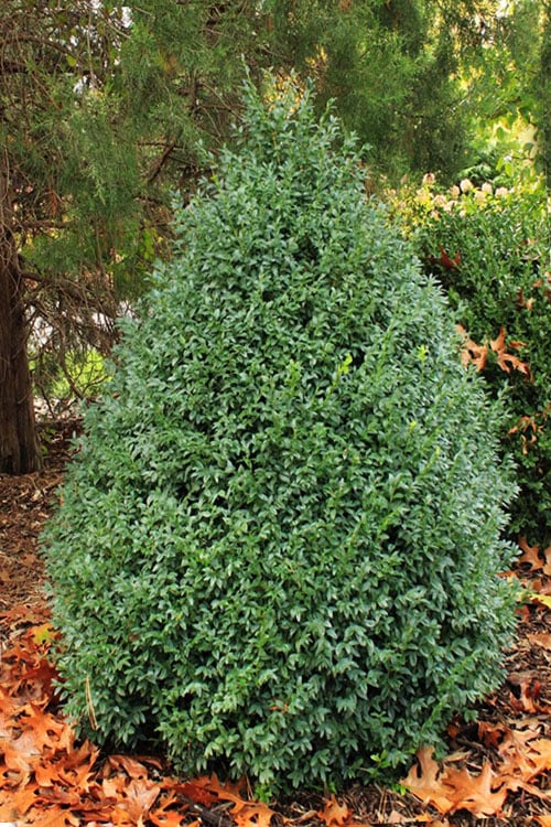  John Baldwin Boxwood - 1 Gallon Pot