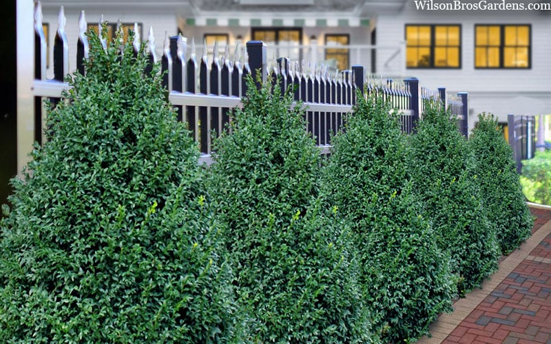  John Baldwin Boxwood - 1 Gallon Pot