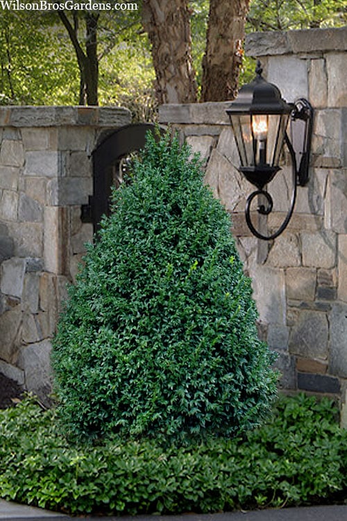  John Baldwin Boxwood - 1 Gallon Pot