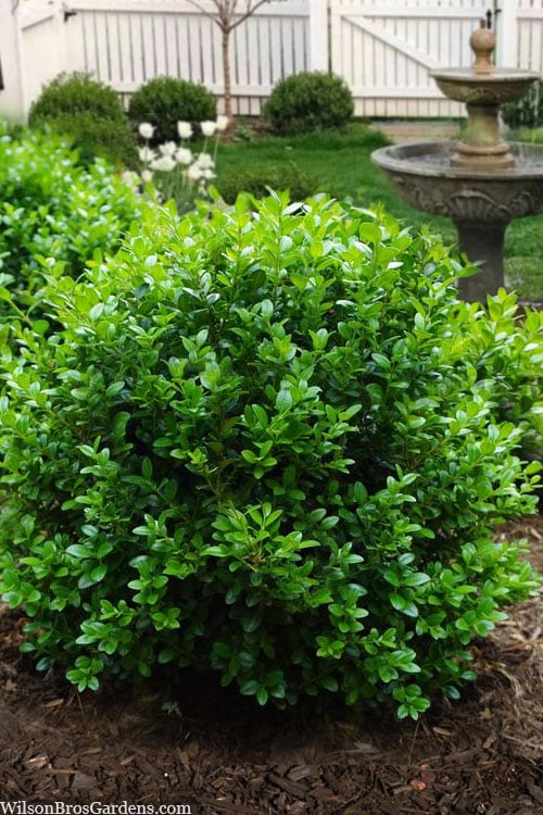  Little Missy Dwarf Boxwood - 7 Gallon Pot