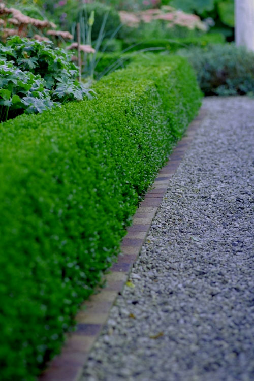  Winter Gem Boxwood - 3 Gallon Pot