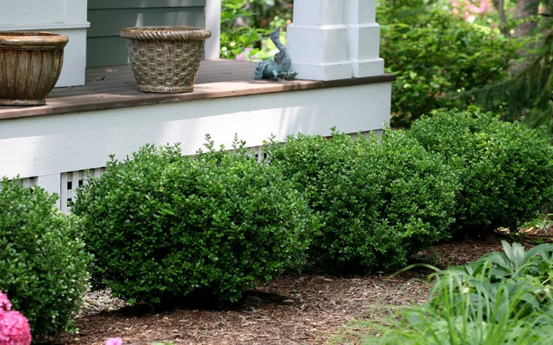  Little Missy Dwarf Boxwood - 5 Pack Of Quart Pots