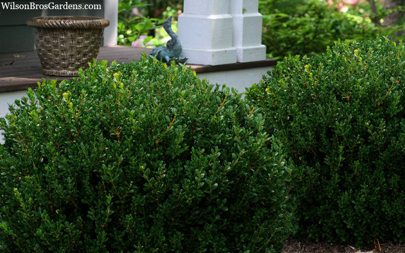  Little Mister Boxwood - 1 Gallon Pot